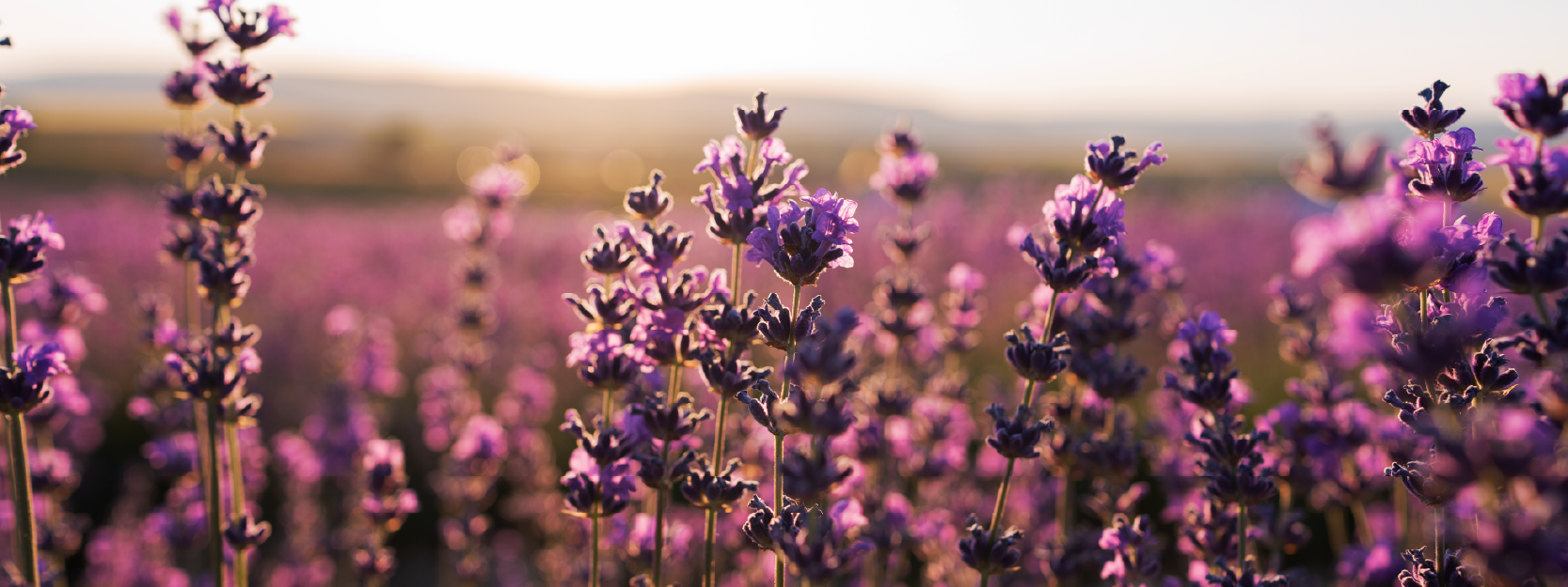 Image de DE LA PLANTE AU PARFUM